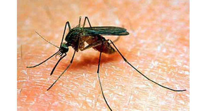 Završeno zaprašivanje komaraca i u preostalih pet naselja pećinačke opštine